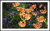 Tulips and Violas