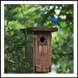 Bluebird on House