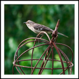 Northern Mockingbird