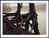 Exposed Roots at Mt. Island Lake