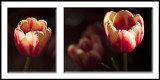 Tulip Diptych