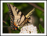 First Swallowtail of Spring