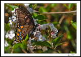 Black Swallowtail on Viburnum