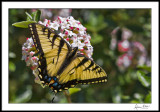 Tiger Swallowtail on Viburnum