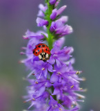 Ladybug in Purple