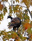 Turkey In the Tree