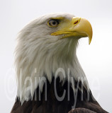 Bald eagle001C.jpg