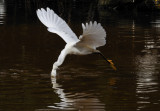 SE WCC9068.jpg
