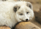 Artic Fox