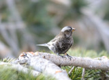 Black Rosy finch at Sandia 