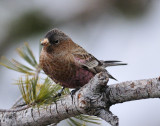 Brown capped Rosy finch
