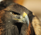 Golden eagle