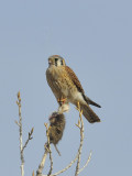 Kestrel with his Catch