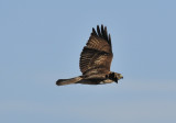Norther Harrier