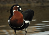 Red breasted goose