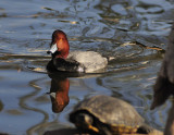 Redhead