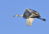 Sandhill crane overhead