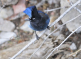 Stellar jay