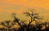 Sunrise with the Blackbirds
