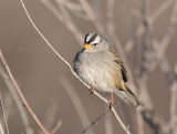White crowned sparrow