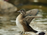Wood duck 