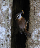 Carolina Wren.jpg