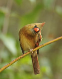 Northern Cardinal sm.jpg