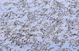 Just a Piece of a Flock