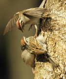 Angry sparrow