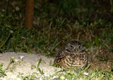 burrowing owl 3601-5.jpg