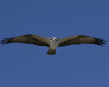 Osprey27-in flight.jpg