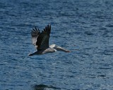 BrownPelican09-in flight.jpg
