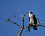 Osprey15-Fish for Lunch.nef.jpg