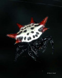 Crablike Spiny Orb Weaver Spider II 9-1-08