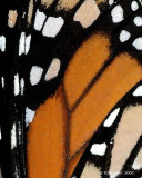 Monarch Wing Abstract 11-06