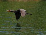 Cormorant