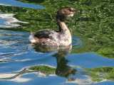 Pied-billed Grebe