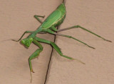 Praying Mantis