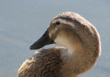 Mamma Mallard