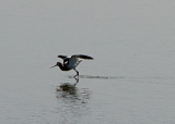 Avocet