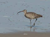 Whimbrel