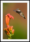 Juvenile Ruby Throated Hummingbird