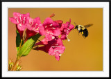 Bumble Bee pollinating