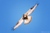 Rough Legged hawk