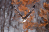Redtail hawk eye level