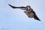 Northern Hawk Owl flyby