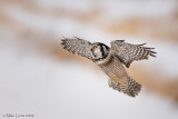 Northern Hawk Owl approaches