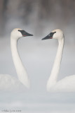 Trumpeter Swans face to face 