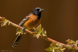 Orchard Oriole