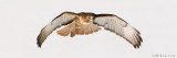 Redtail Hawk glides over snow